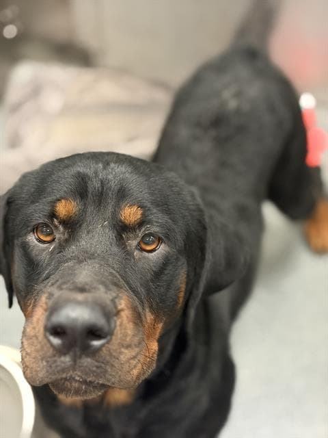 Bell - Rottweiler