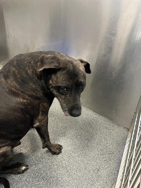 Oscar - Pit Bull Terrier