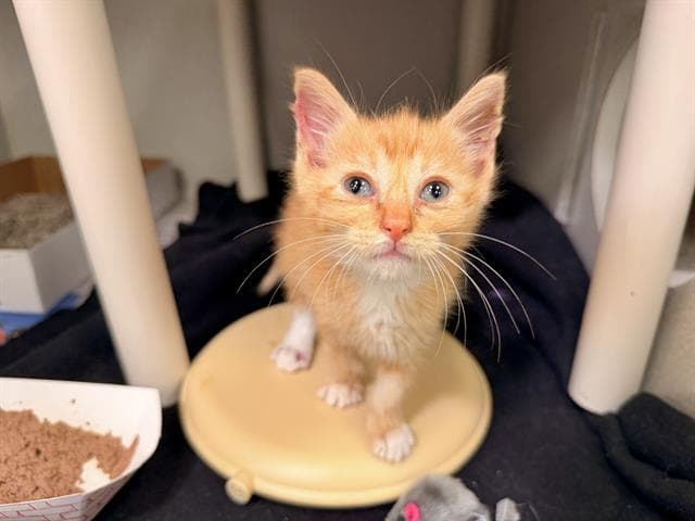 Nugget - Domestic Short Hair