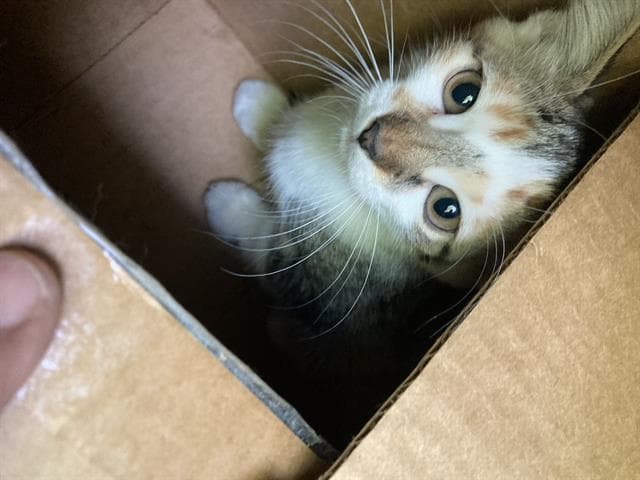 California - Domestic Short Hair