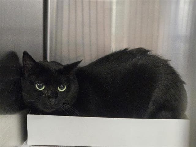 Avery - Domestic Short Hair