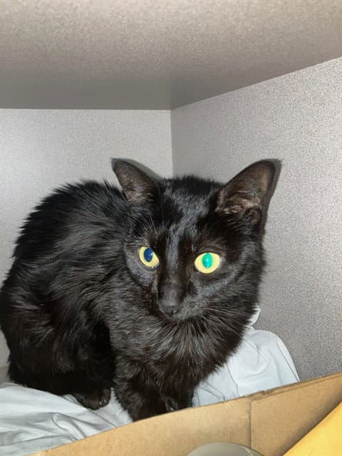 Isolde - Domestic Short Hair