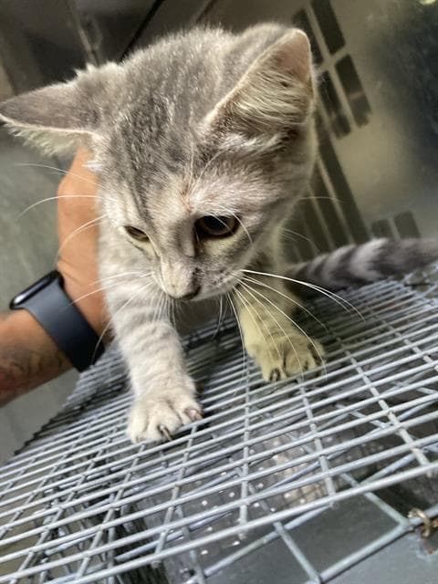 Flo - Domestic Short Hair