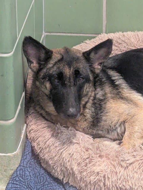 Momma - German Shepherd Dog