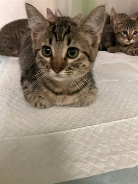 Donut - Domestic Short Hair