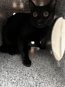 Xena image 1