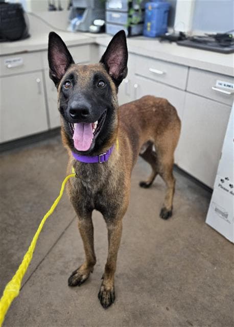 Max - Belgian Shepherd Malinois