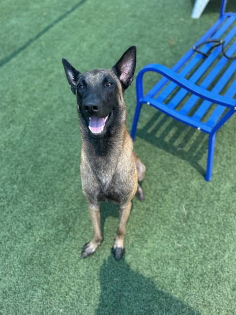 Max - Belgian Shepherd Malinois