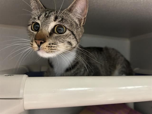Mia - Domestic Medium Hair