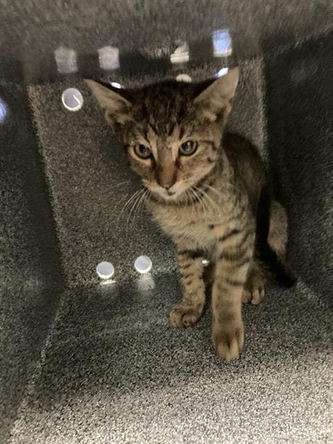 Smith - Domestic Short Hair