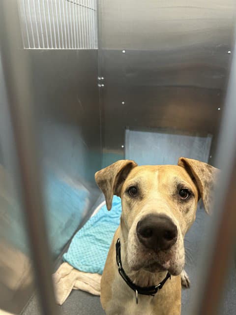 Susan - Great Dane