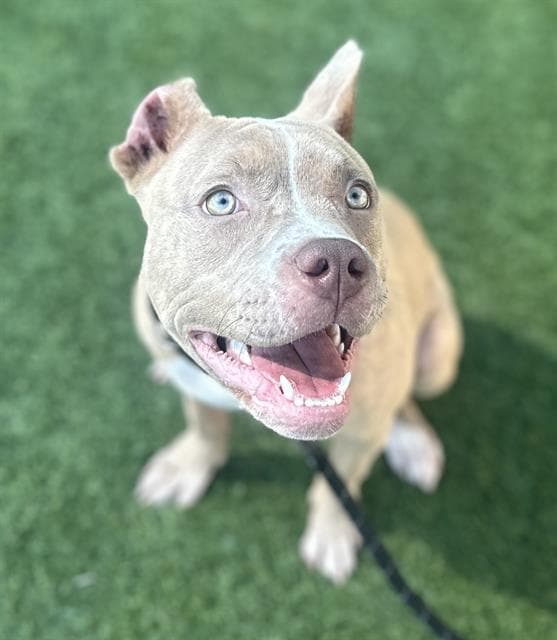 Olive - Pit Bull Terrier