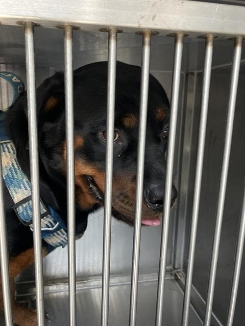 Rose - Rottweiler