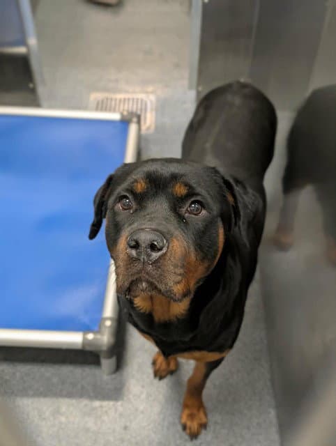 Rose - Rottweiler