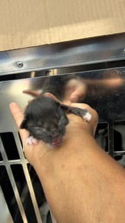 Larry - Domestic Short Hair