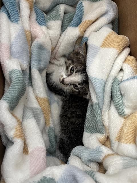 May - Domestic Short Hair