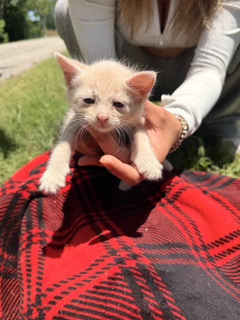Cade - Domestic Short Hair