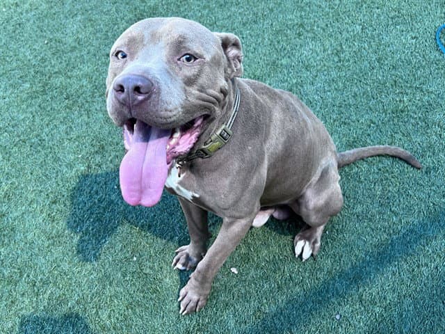 Gotti - Pit Bull Terrier