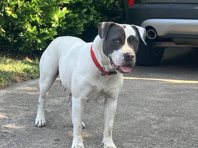 Kitt - Pit Bull Terrier