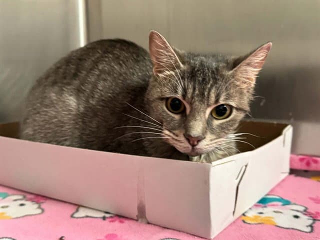 Sam - Domestic Short Hair