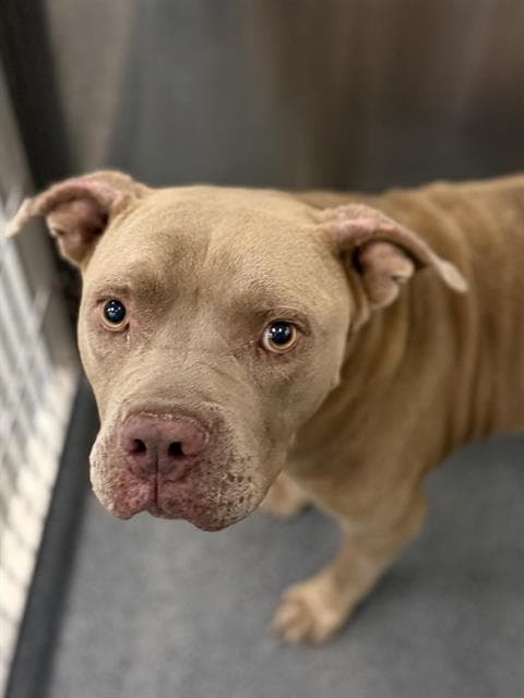 Eugene - Pit Bull Terrier
