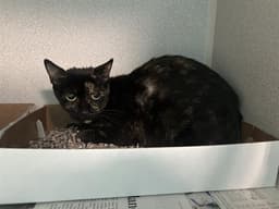 Nina image 1
