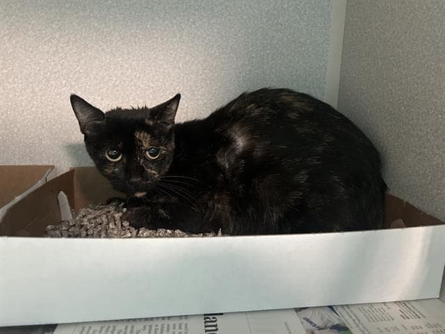 Nina - Domestic Short Hair