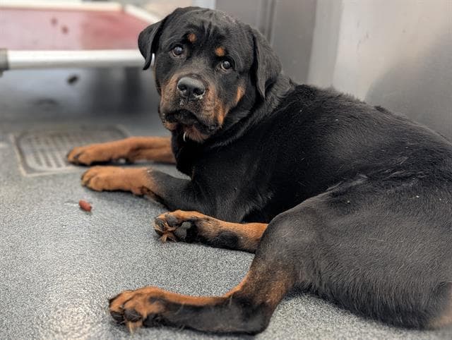 Bruno - Rottweiler