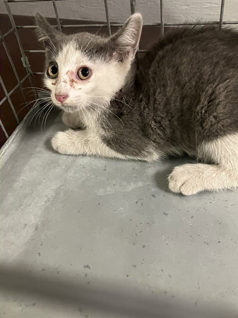 Unknown Bite Cat - Domestic Short Hair