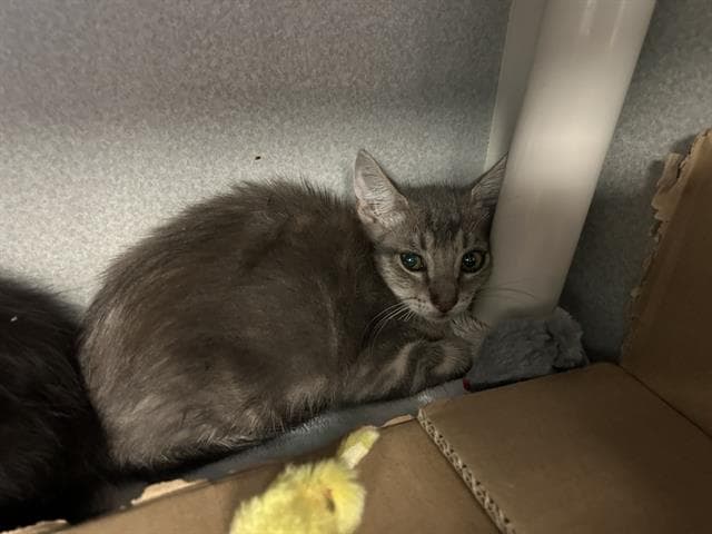 Aurora - Domestic Short Hair