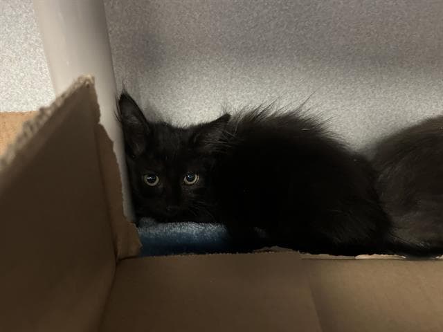 Alba - Domestic Long Hair