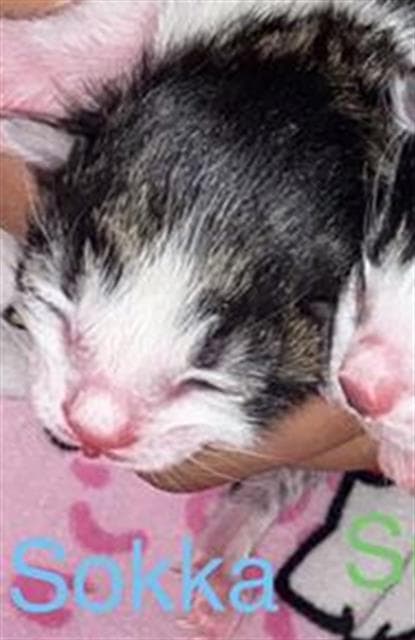 Sokka - Domestic Short Hair