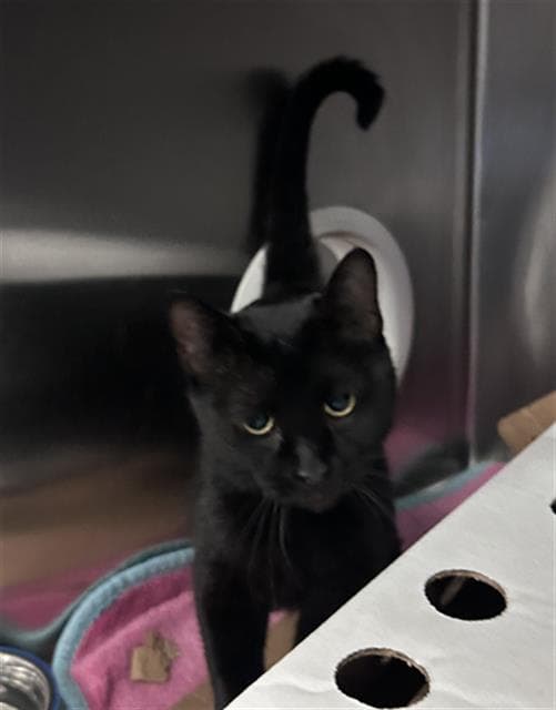 Unknown - Domestic Short Hair
