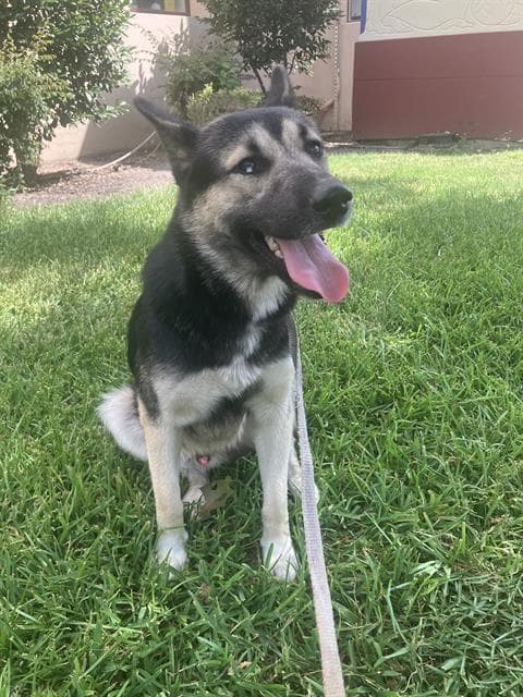 Parker - German Shepherd Dog