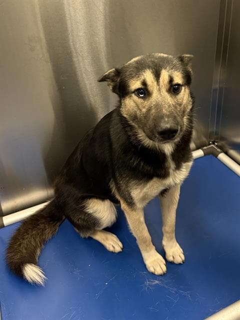Parker - German Shepherd Dog