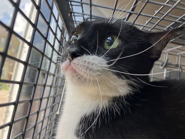 Gabriella - Domestic Short Hair