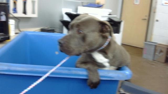 Tito - Pit Bull Terrier