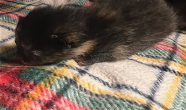 Lisa - Domestic Short Hair