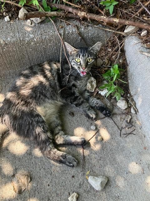Lola - Domestic Short Hair