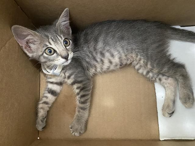 Boots - Domestic Short Hair