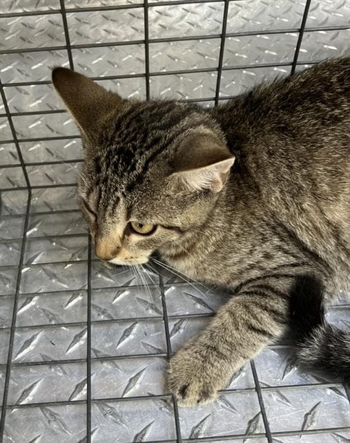 Jackie - Domestic Short Hair