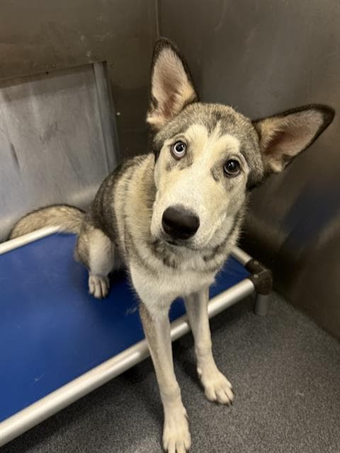 Prescott - Husky