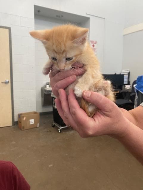 Billy - Domestic Short Hair