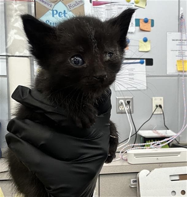 Grace - Domestic Short Hair