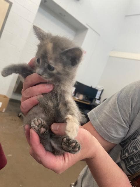 Miley - Domestic Short Hair