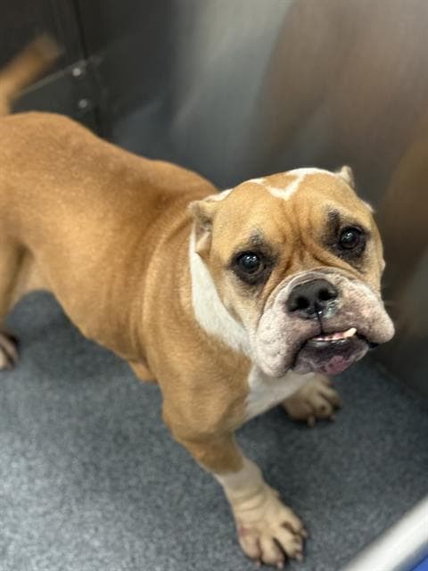 Joelle - American Bulldog