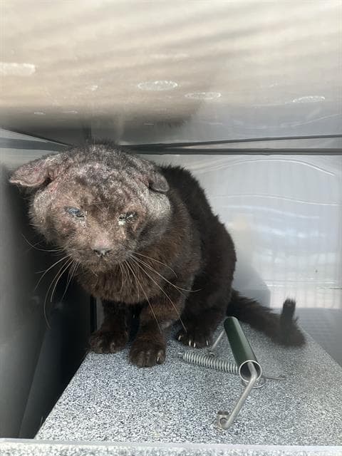 Sammy - Domestic Short Hair