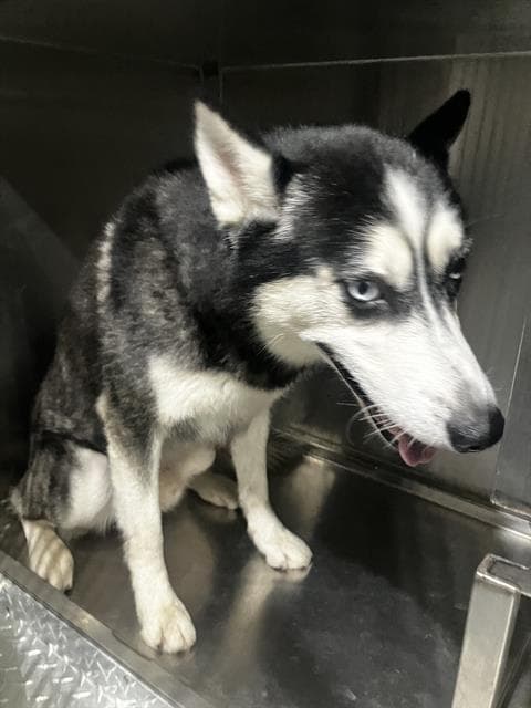 Dakota - Siberian Husky