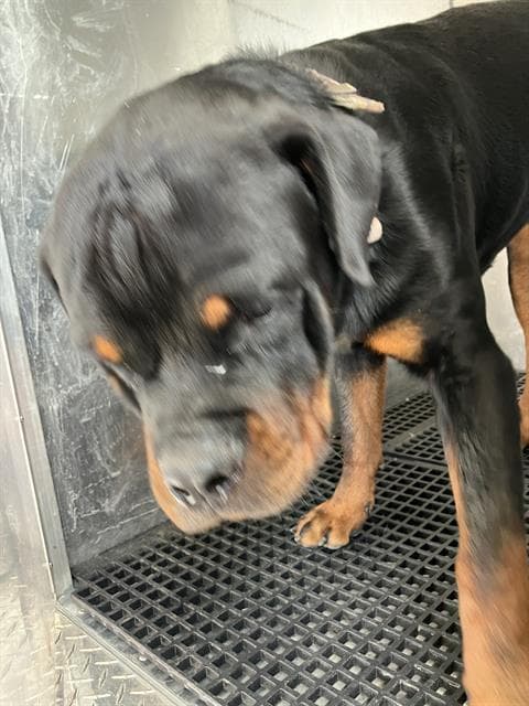 Zeus - Rottweiler