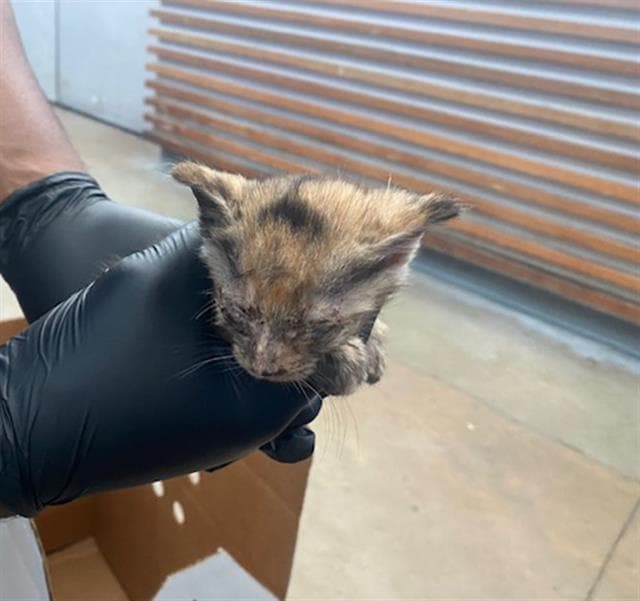 Meredith - Domestic Short Hair